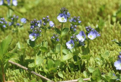 Véronique couchée Veronica serpyllifolia subsp. humifusa (Dicks.) Syme, 1866