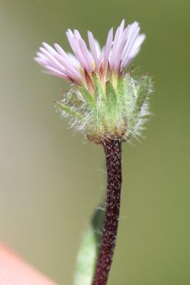 Vergerette à une tête Erigeron uniflorus L., 1753