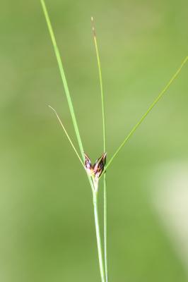 Jonc trifide Juncus trifidus L., 1753