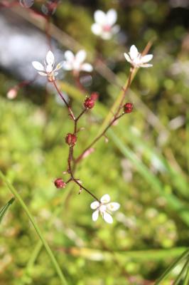 Saxifrage étoilée Micranthes stellaris (L.) Galasso, Banfi & Soldano, 2005