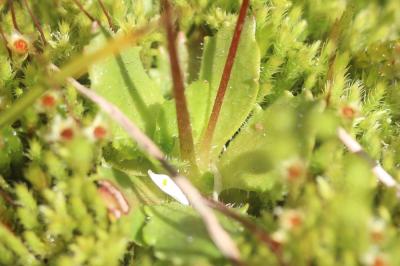 Saxifrage étoilée Micranthes stellaris (L.) Galasso, Banfi & Soldano, 2005