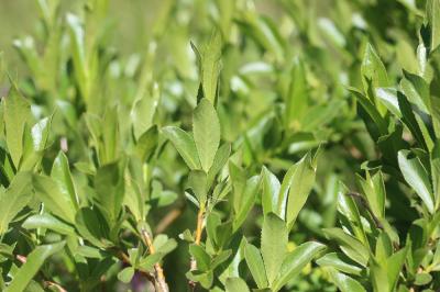 Saule à cinq étamines, Saule odorant Salix pentandra L., 1753