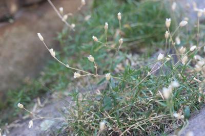 Céraiste de Soleirol Cerastium soleirolii Ser. ex Duby, 1828