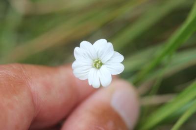 Céraiste de Soleirol Cerastium soleirolii Ser. ex Duby, 1828