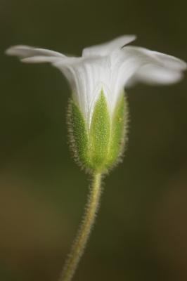 Céraiste de Soleirol Cerastium soleirolii Ser. ex Duby, 1828