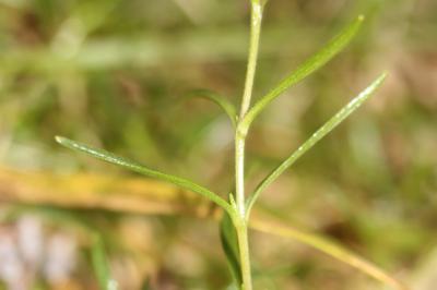 Céraiste de Soleirol Cerastium soleirolii Ser. ex Duby, 1828