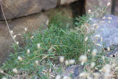 Céraiste de Soleirol Cerastium soleirolii Ser. ex Duby, 1828