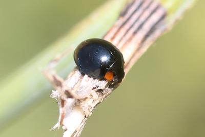  Hyperaspis pseudopustulata Mulsant, 1853