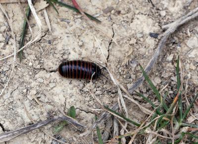  Glomeris marginata (Villers, 1789)