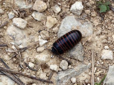  Glomeris marginata (Villers, 1789)