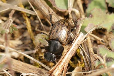  Acrossus luridus (Fabricius, 1775)