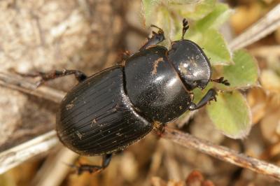  Acrossus luridus (Fabricius, 1775)