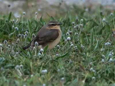 Traquet motteux Oenanthe oenanthe (Linnaeus, 1758)