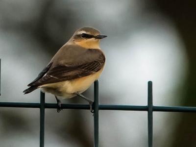 Traquet motteux Oenanthe oenanthe (Linnaeus, 1758)