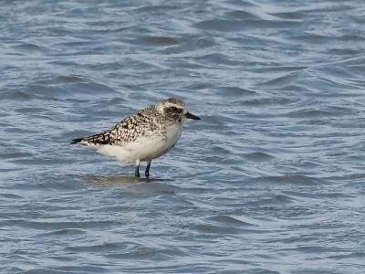 Pluvier argenté Pluvialis squatarola (Linnaeus, 1758)