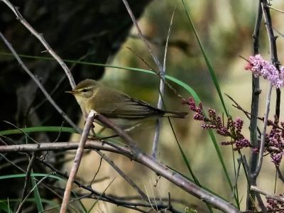 Pouillot véloce Phylloscopus collybita (Vieillot, 1887)