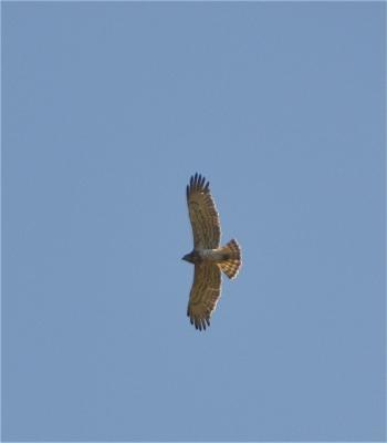Circaète Jean-le-Blanc Circaetus gallicus (Gmelin, 1788)
