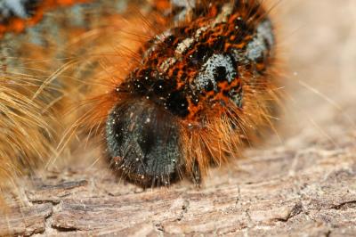 Franconienne (La) Malacosoma franconicum (Denis & Schiffermüller, 1775)