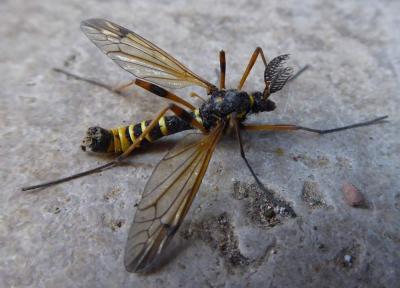  Ctenophora flaveolata (Fabricius, 1794)
