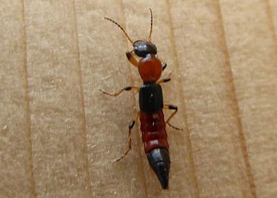  Staphylinidae Latreille, 1802