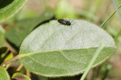  Endelomyia aethiops (Gmelin, 1790)