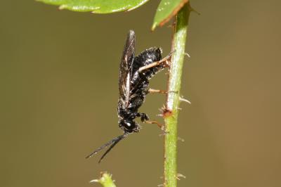  Endelomyia aethiops (Gmelin, 1790)