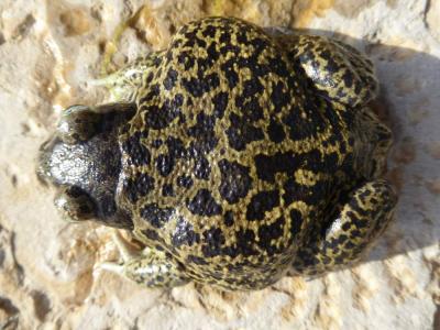 Pélobate cultripède Pelobates cultripes (Cuvier, 1829)