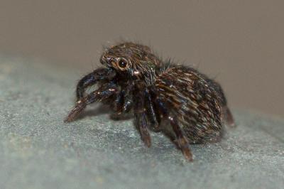  Euophrys rufibarbis (Simon, 1868)