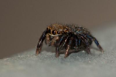  Euophrys rufibarbis (Simon, 1868)