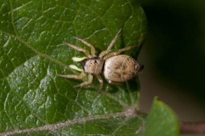  Heliophanus tribulosus Simon, 1868