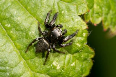  Evarcha arcuata (Clerck, 1758)
