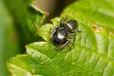 Saltique cuivré Heliophanus cupreus (Walckenaer, 1802)