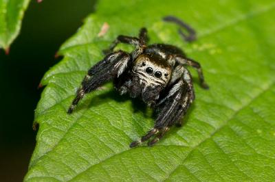  Evarcha arcuata (Clerck, 1758)