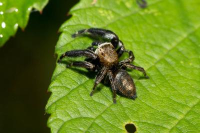  Evarcha arcuata (Clerck, 1758)