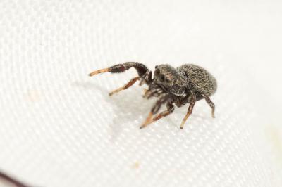  Sibianor aurocinctus (Ohlert, 1865)