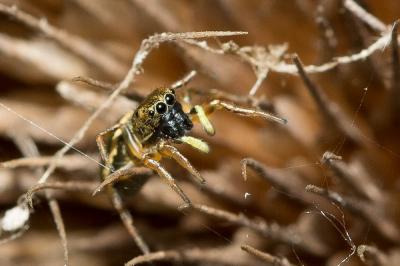  Heliophanus auratus C.L. Koch, 1835