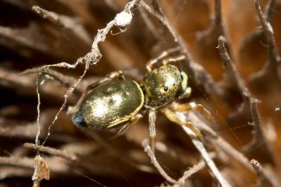  Heliophanus auratus C.L. Koch, 1835