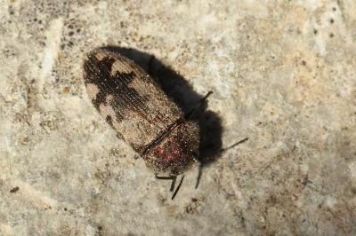 Acméodère de la Piloselle Acmaeodera pilosellae (Bonelli, 1812)