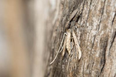 Menemerus taeniatus (L. Koch, 1867)