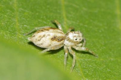  Phintella castriesiana (Grube, 1861)