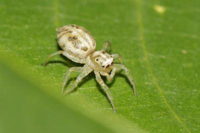  Phintella castriesiana (Grube, 1861)