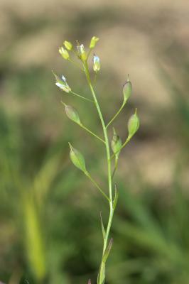 Caméline à petits fruits Camelina microcarpa Andrz. ex DC., 1821