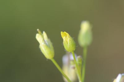 Caméline à petits fruits Camelina microcarpa Andrz. ex DC., 1821