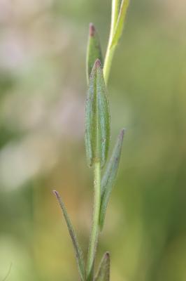 Caméline à petits fruits Camelina microcarpa Andrz. ex DC., 1821