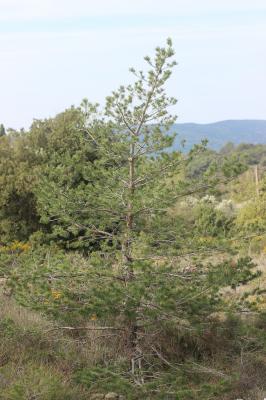Pin sylvestre Pinus sylvestris L., 1753