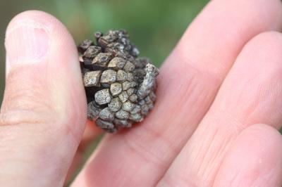 Pin sylvestre Pinus sylvestris L., 1753