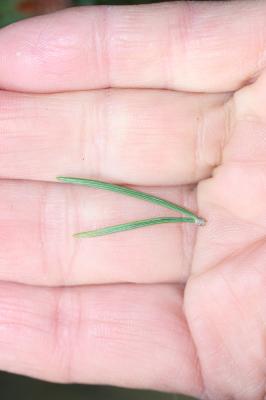 Pin sylvestre Pinus sylvestris L., 1753