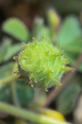 Luzerne de Gérard, Luzerne rigide Medicago rigidula (L.) All., 1785