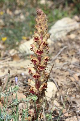 Orobanche grêle, Orobanche à odeur de Girofle Orobanche gracilis Sm., 1798
