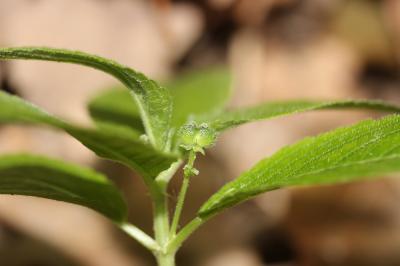 Mercuriale vivace, Mercuriale des montagnes Mercurialis perennis L., 1753